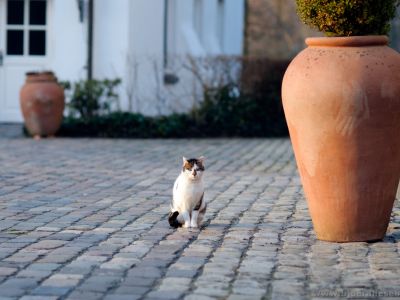  Sehr unterschiedliche Gäste fühlen sich angezogen